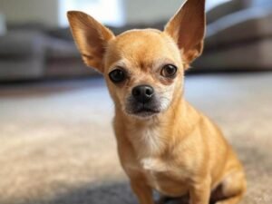 Training Your Chihuahua: Essential Commands and Behavior Tips